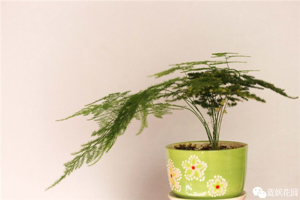 可以净化空气的室内盆栽植物,什么植物净化空气能力最强室内