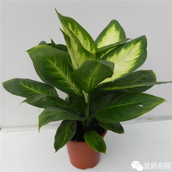 可以净化空气的室内盆栽植物,什么植物净化空气能力最强室内