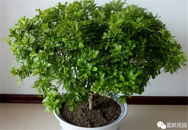 可以净化空气的室内盆栽植物,什么植物净化空气能力最强室内