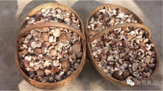 良田路演:景语菇——不忘初心,与梦同行