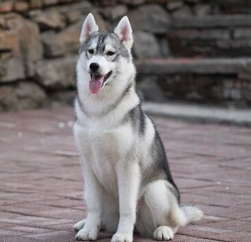 从来不跟狗打交道的星座,狗跟星座的关系