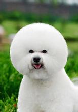 从来不跟狗打交道的星座,狗跟星座的关系