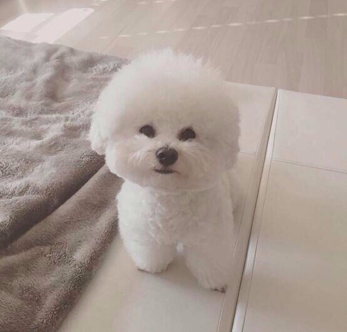 从来不跟狗打交道的星座,狗跟星座的关系