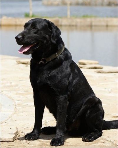 从来不跟狗打交道的星座,狗跟星座的关系