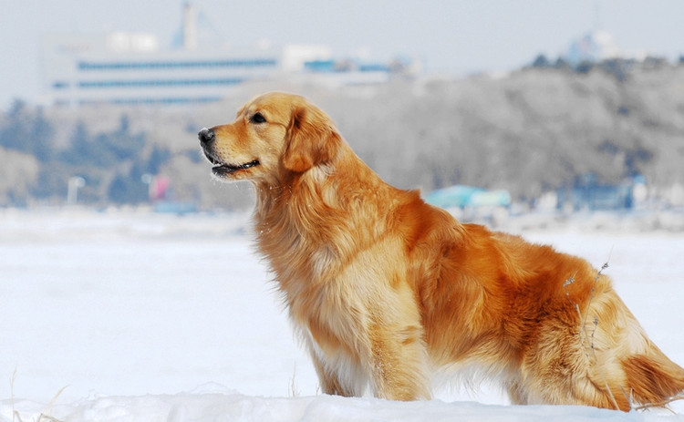从来不跟狗打交道的星座,狗跟星座的关系