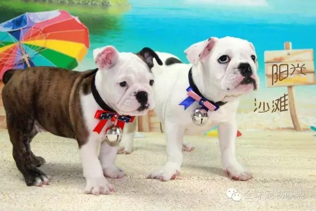 狗狗的常见疾病及日常护理知识大全铲屎官们的福利