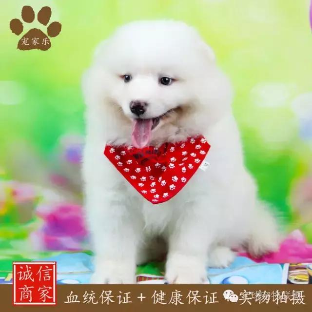 狗狗的常见疾病及日常护理知识大全铲屎官们的福利