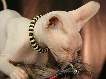 性价比低的猫咪品种有哪些,什么种类的猫最便宜