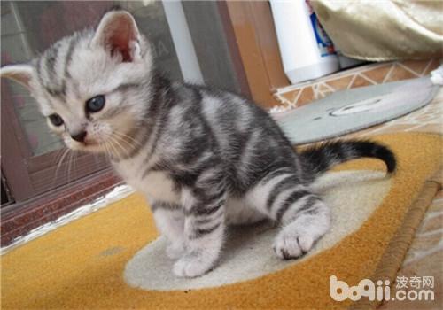 宠物篇100天,宠物篇合集