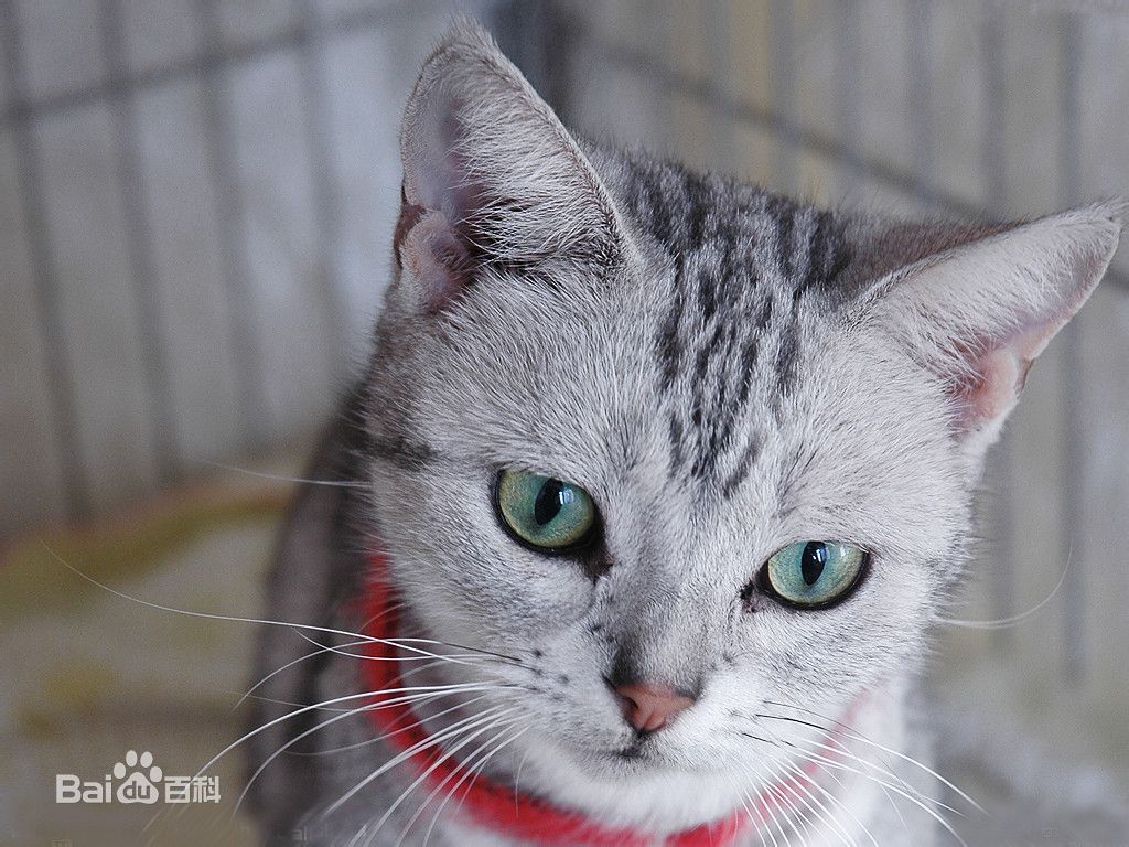 宠物篇100天,宠物篇合集