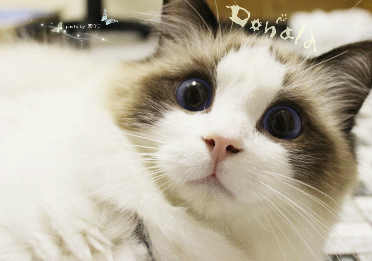 宠物篇100天,宠物篇合集