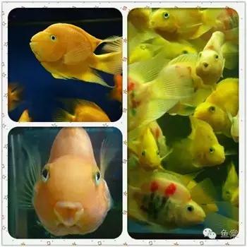 做好这四点还怕钓不好黑坑,做好这五点谁都不会欺负你