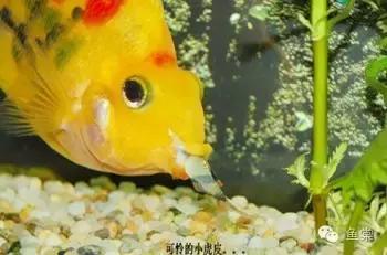 做好这四点还怕钓不好黑坑,做好这五点谁都不会欺负你