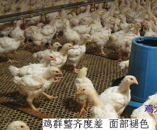 小鸡腺胃炎,鸡腺肌胃炎的症状