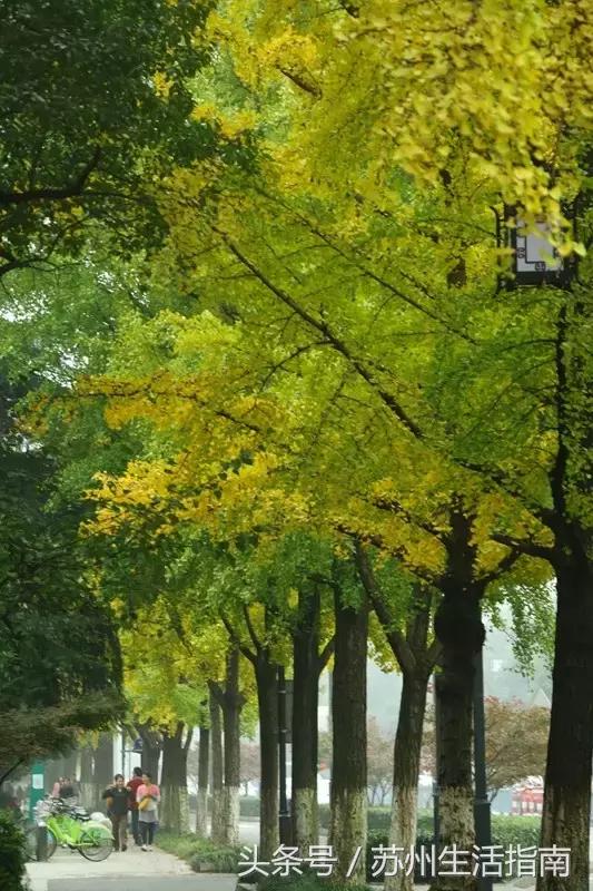 苏州平江路网红打卡地,苏州十大名街