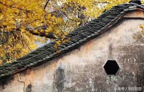 乐山最美银杏打卡地,中国最美十大银杏观赏地