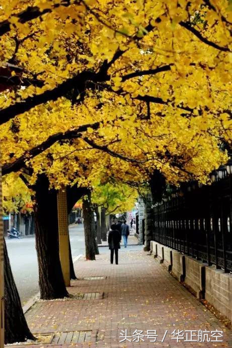 乐山最美银杏打卡地,中国最美十大银杏观赏地