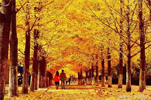 乐山最美银杏打卡地,中国最美十大银杏观赏地