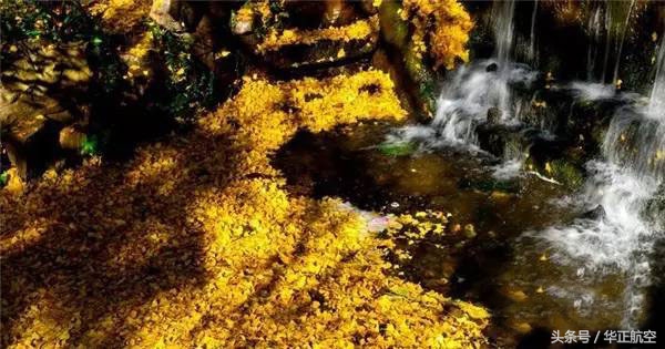 乐山最美银杏打卡地,中国最美十大银杏观赏地