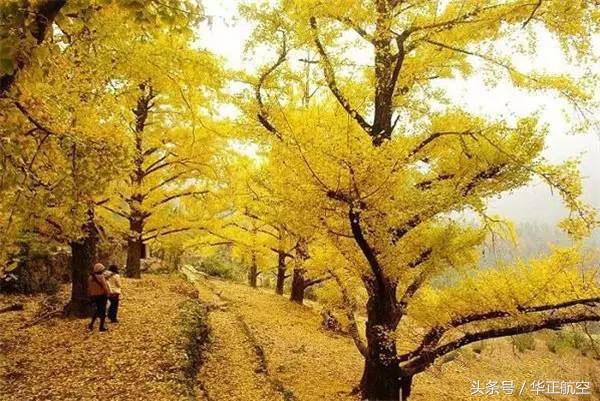 乐山最美银杏打卡地,中国最美十大银杏观赏地