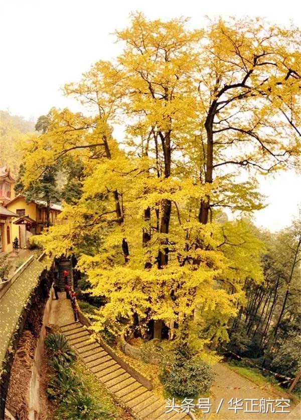 乐山最美银杏打卡地,中国最美十大银杏观赏地