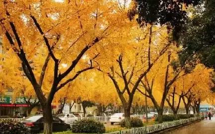 满城尽带黄金甲京剧,满城尽带黄金甲由什么改编