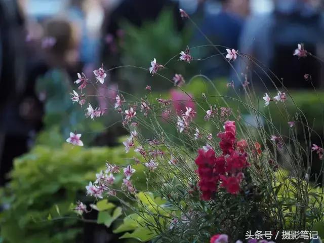 照片虚化背景添加光晕,照片怎么添加漂亮光晕