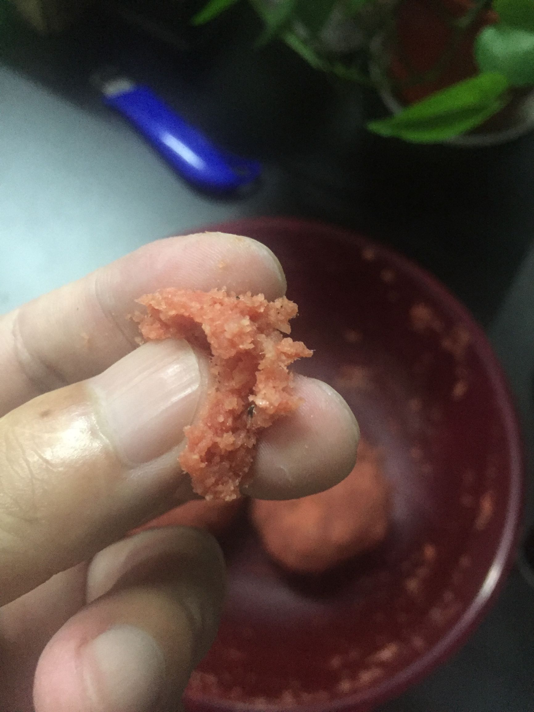 化氏坑冠饵料,一款不正经的饵料实战