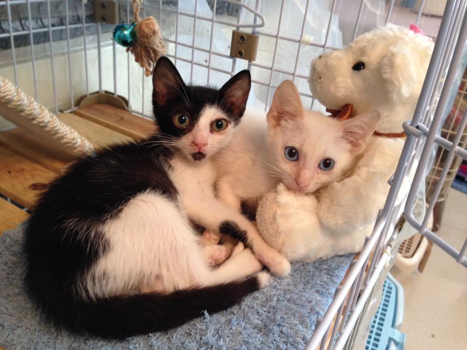 这个香港女孩，是20只残疾猫咪的妈妈：“我会照顾它们到老”