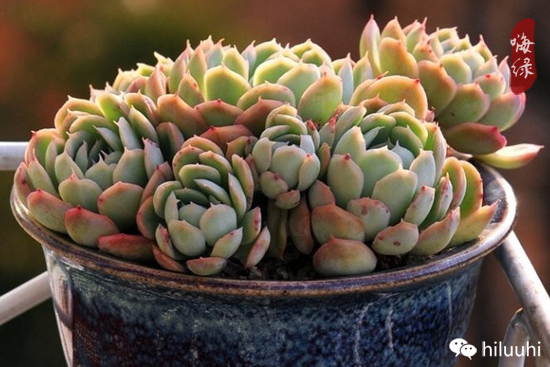 怎么可以这么美图片,漂亮韩国多肉