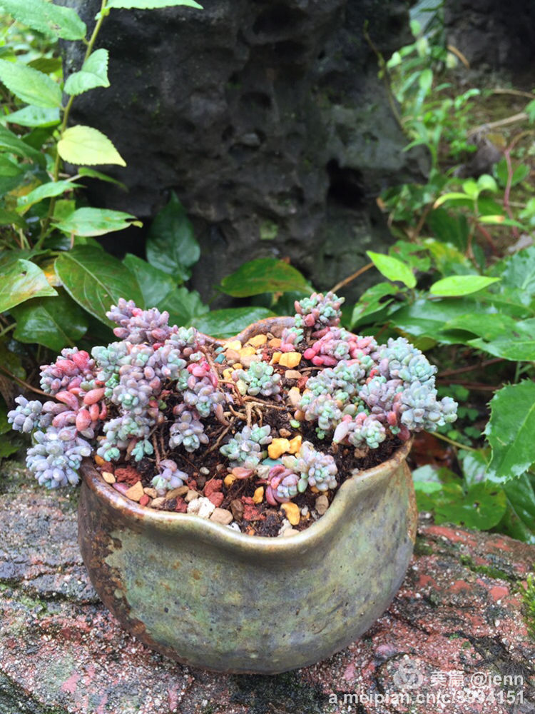 我的多肉小苗一直在露养用遮阳吗,露养冬天的第一盆多肉