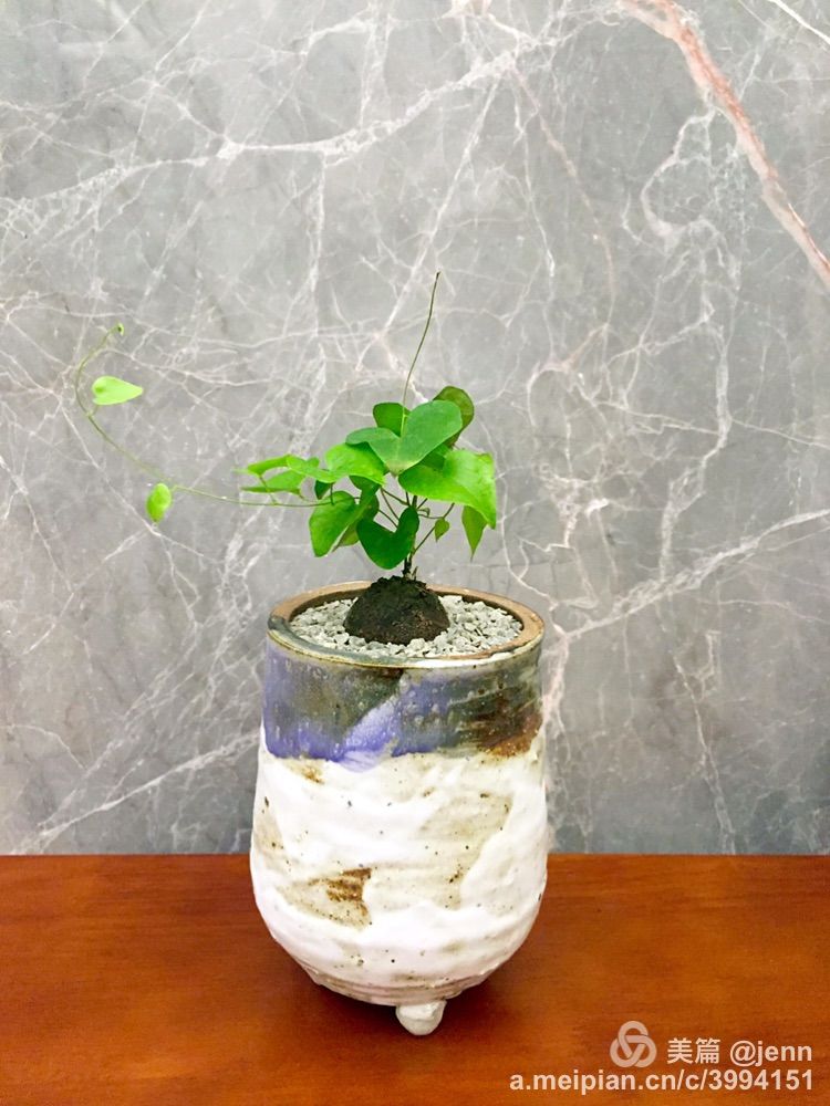 我的多肉小苗一直在露养用遮阳吗,露养冬天的第一盆多肉