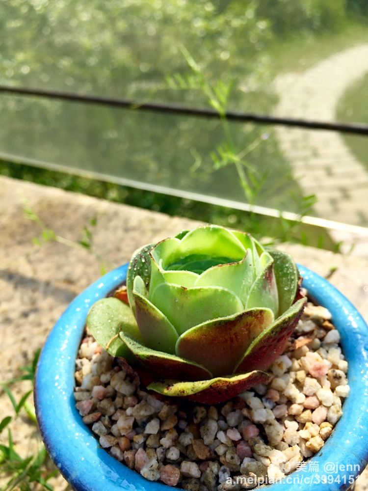 我的多肉小苗一直在露养用遮阳吗,露养冬天的第一盆多肉