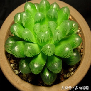 冰清玉洁的少女：冰灯玉露