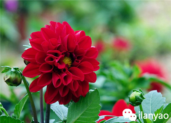 大丽花养殖方法之安全越冬攻略