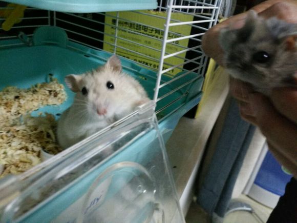 小仓鼠越狱了,仓鼠越狱的时候被压嘴巴歪了