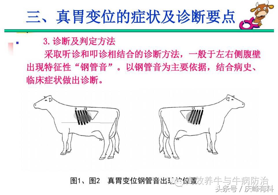 奶牛真胃扩张的症状治疗方法,奶牛皱胃左方变位治疗方法