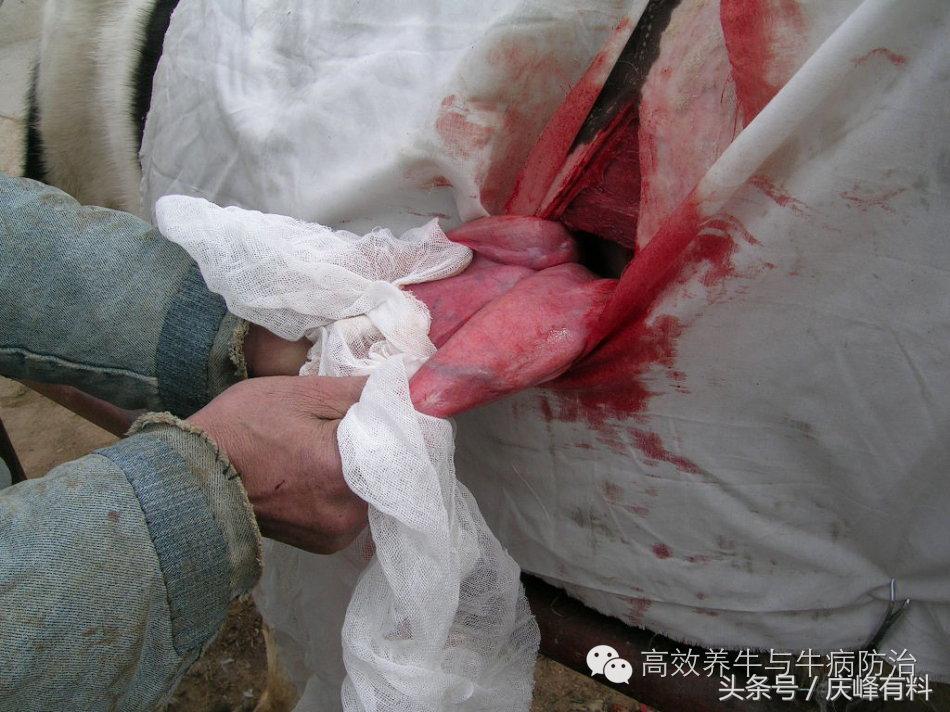 奶牛真胃扩张的症状治疗方法,奶牛皱胃左方变位治疗方法