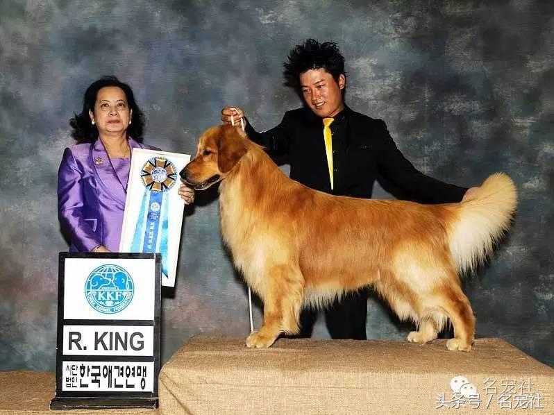 国内知名金毛犬舍有哪些品牌,有哪些犬舍主卖纯种金毛幼犬