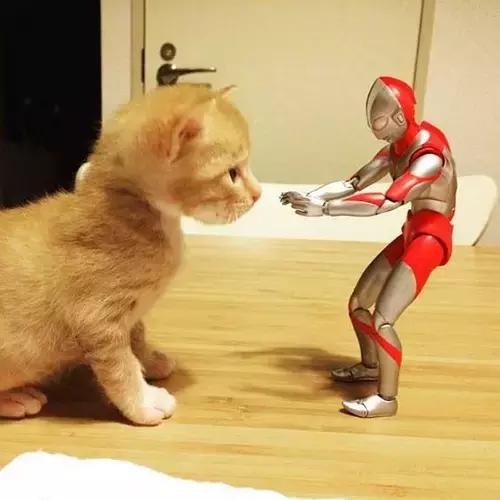 猫狗身上有癣是什么原因 (猫狗得癣)