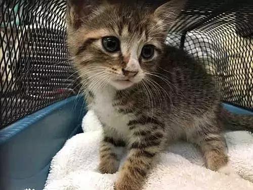 猫狗身上有癣是什么原因 (猫狗得癣)