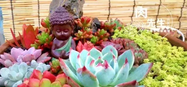 一个爱折腾的90后,多肉90后大叔