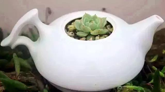 一个爱折腾的90后,多肉90后大叔