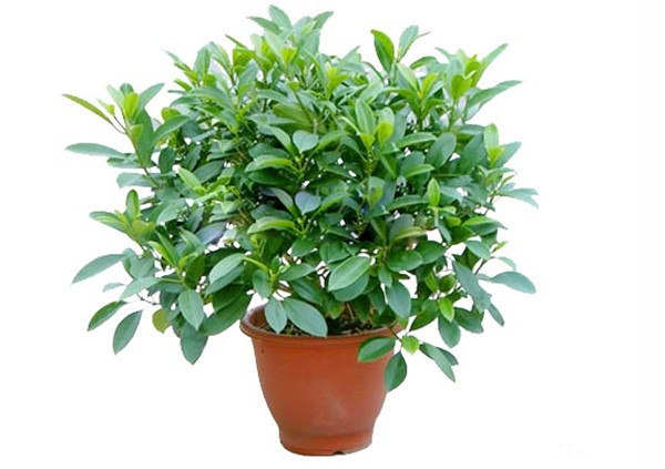 可以净化空气的室内盆栽植物,什么植物净化空气能力最强室内