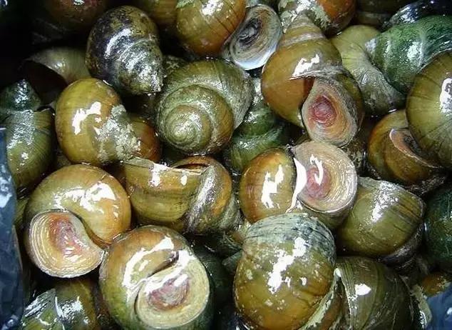 东北农村即将消失的野味，秒杀5星级大酒店，你吃过几个？