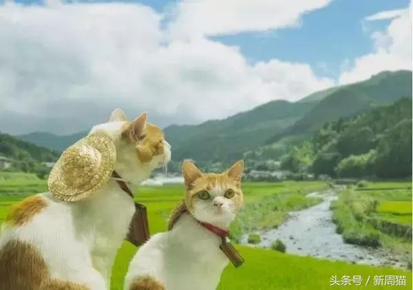 我们也可以像猫咪一样自由吗 (和猫一样的旅行)