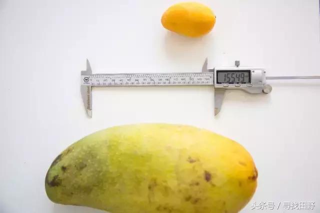 芒果哪个品种最正宗最好吃,各类芒果测评