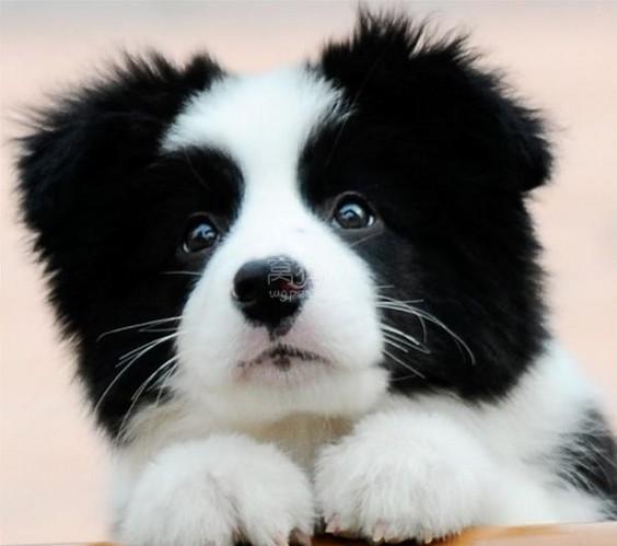 从来不跟狗打交道的星座,狗跟星座的关系