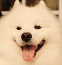 从来不跟狗打交道的星座,狗跟星座的关系