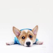 从来不跟狗打交道的星座,狗跟星座的关系